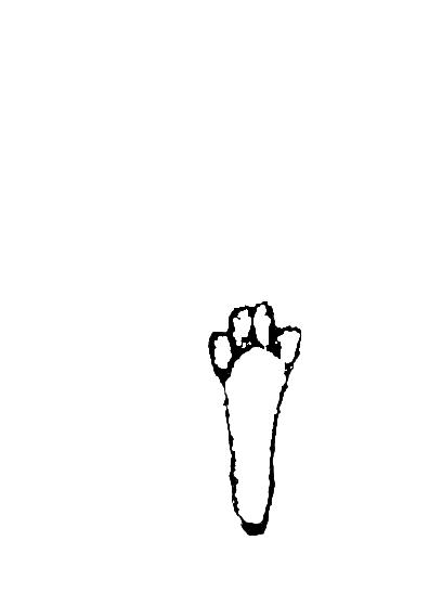 back
